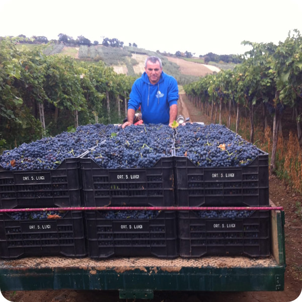 Vendemmia